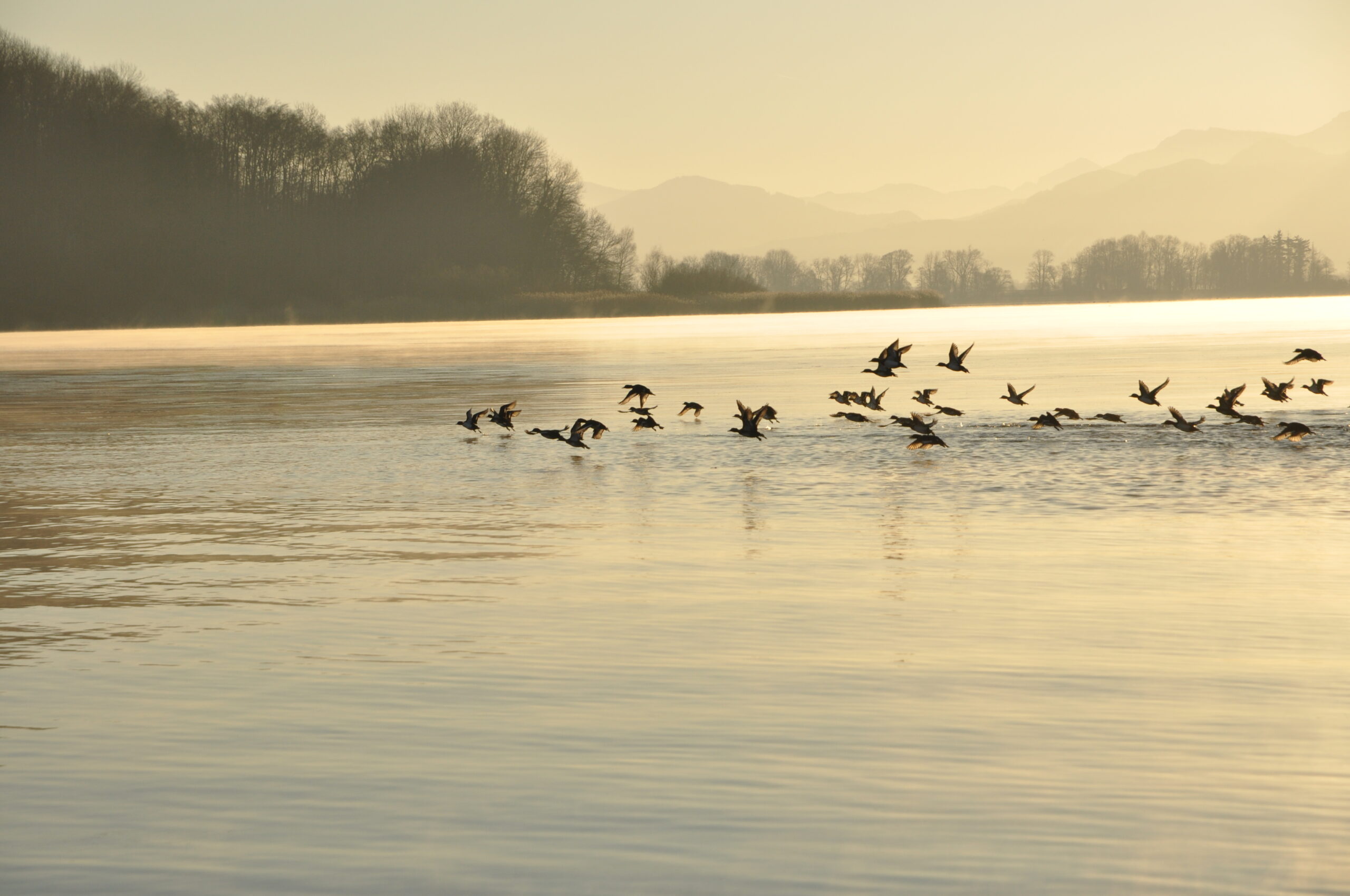 See mit Vogelschwarm