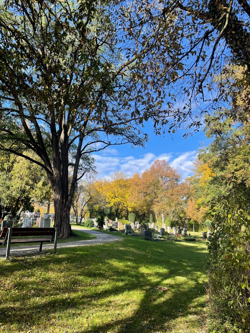 Friedhof mit Bäumen und Sonne